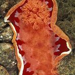 Spanish Dancer III