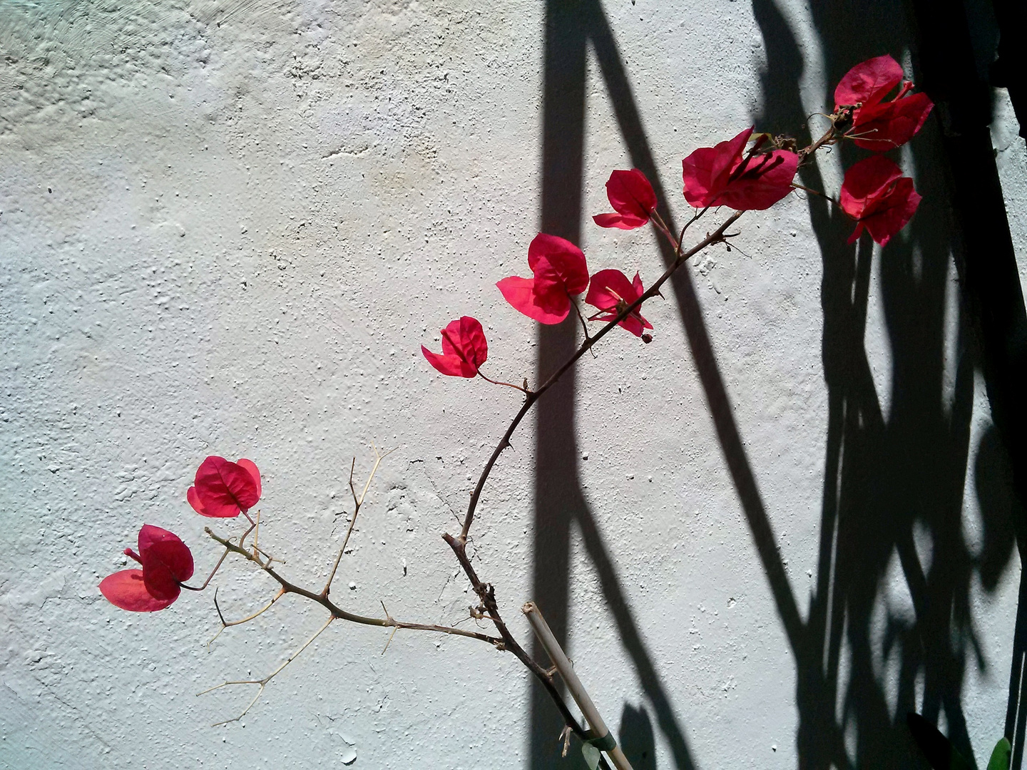 Spanish Flowers