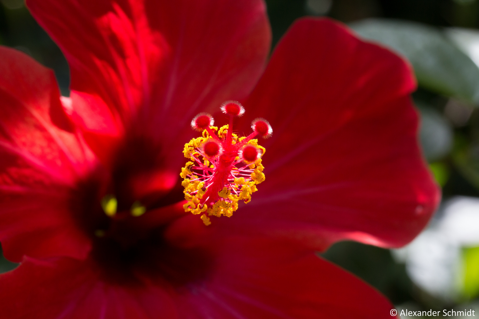 (Spanish-) Hibiscus rosa - sinensis