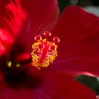 (Spanish-) Hibiscus rosa - sinensis