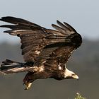 Spanish Imperial Eagle