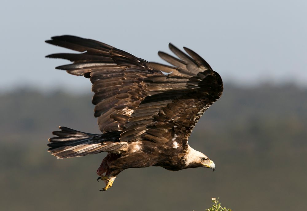 Spanish Imperial Eagle