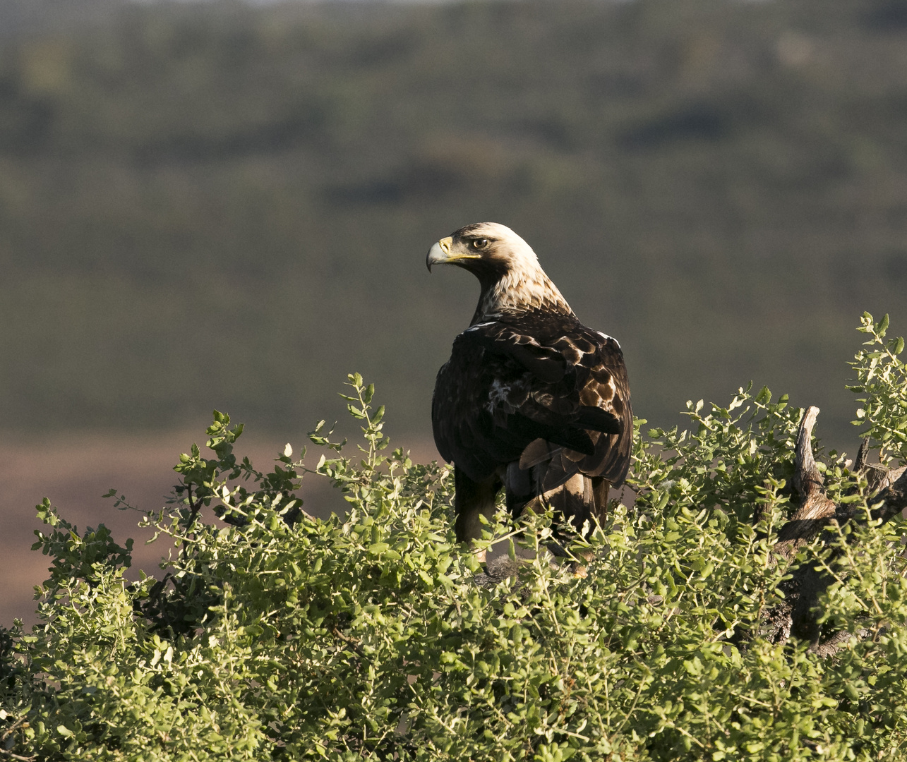 Spanish Imperial Eagle II