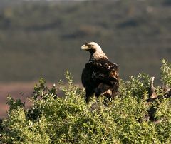 Spanish Imperial Eagle II