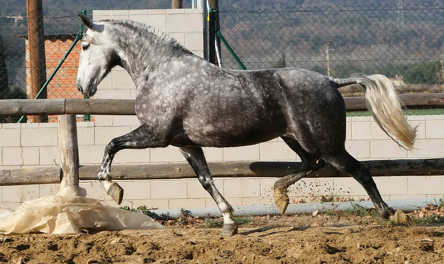 Spanish mare