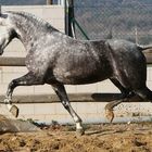 Spanish mare