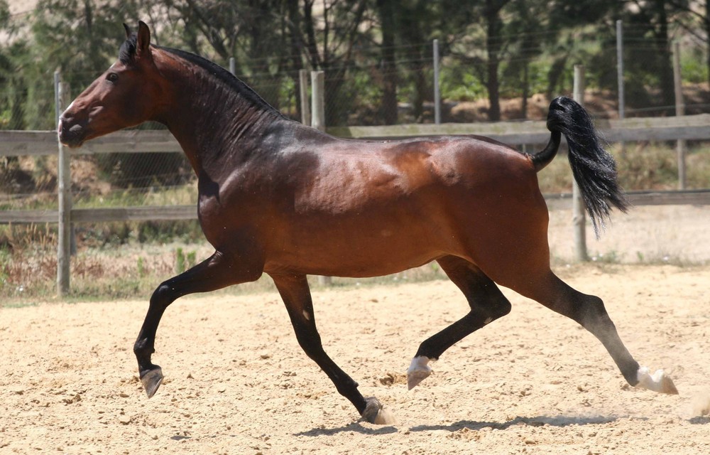 spanish mare