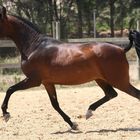 spanish mare