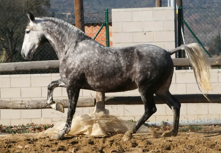 spanish mare