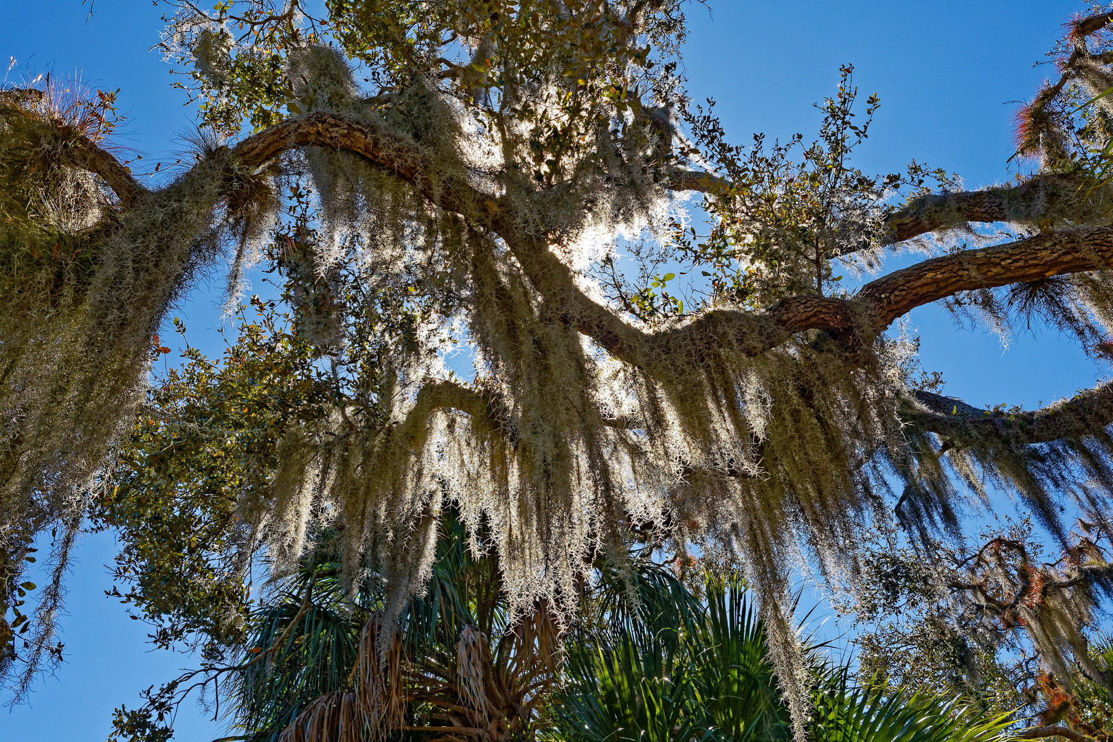 Spanish Moss