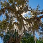 Spanish Moss