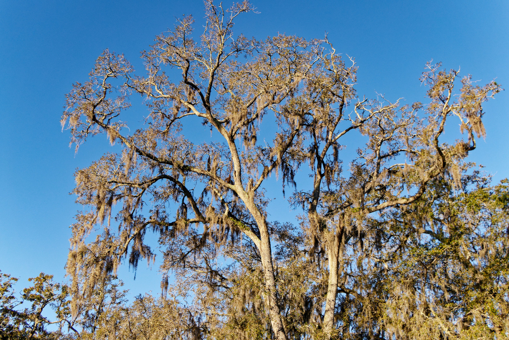 Spanish Moss