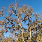 Spanish Moss