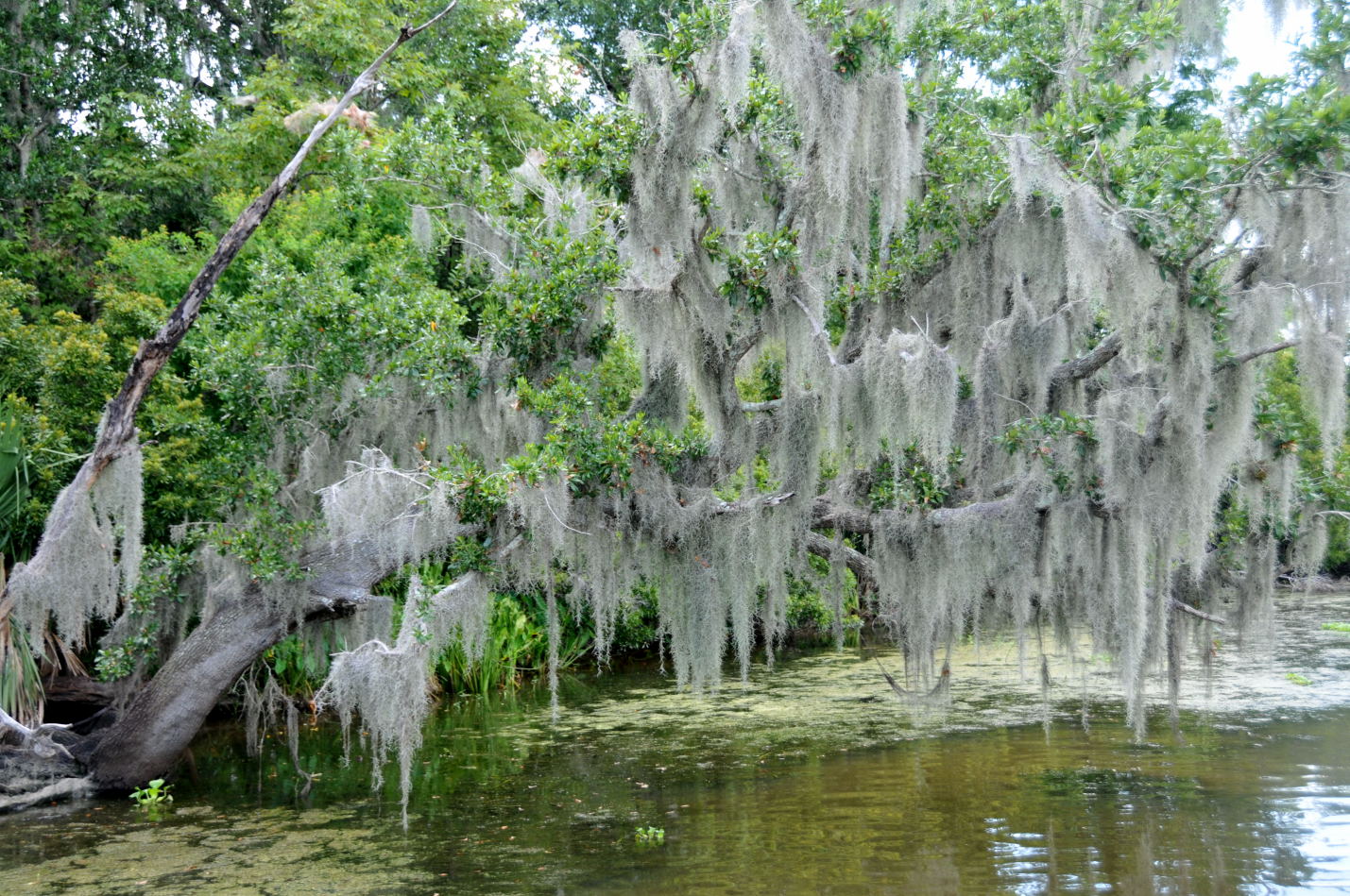 Spanish Moss