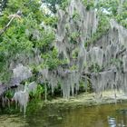 Spanish Moss