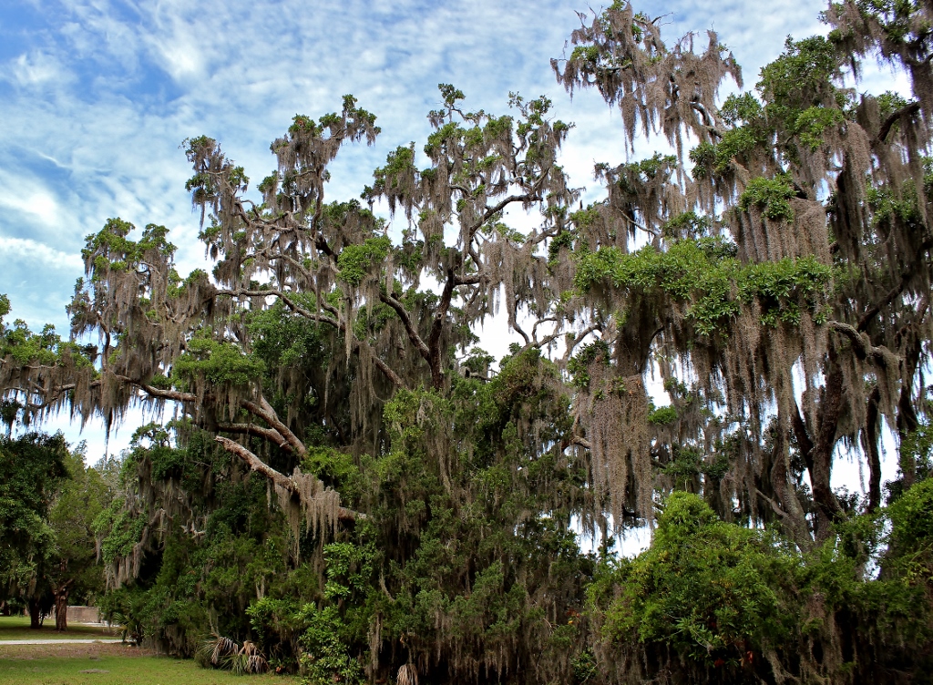 Spanish Moss