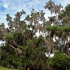 Spanish Moss