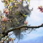 spanish moss and magnolia