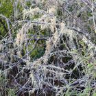 Spanish Moss