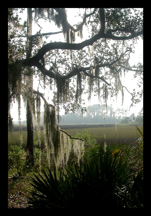 Spanish Moss