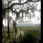 Spanish Moss