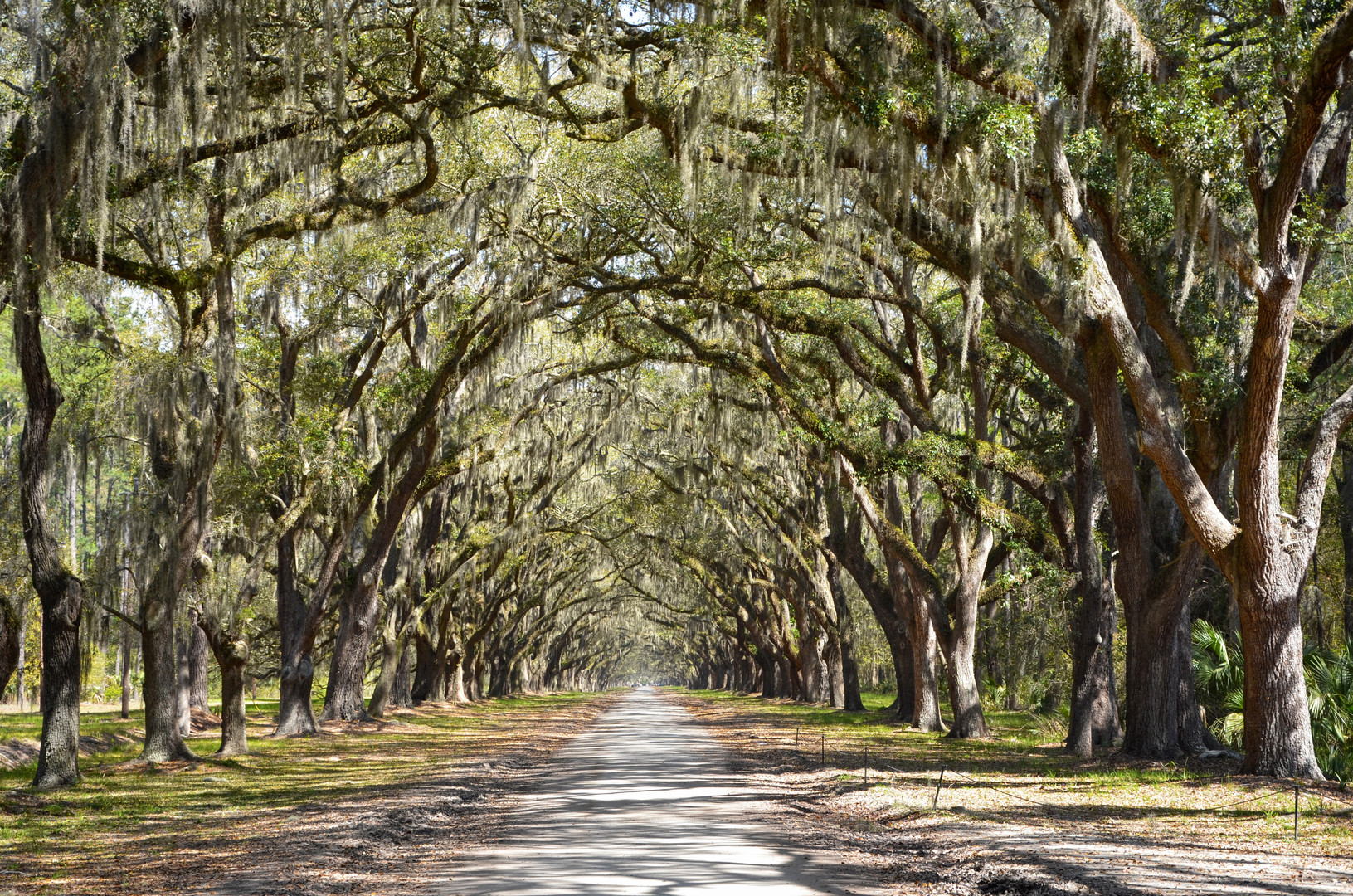 spanish moss