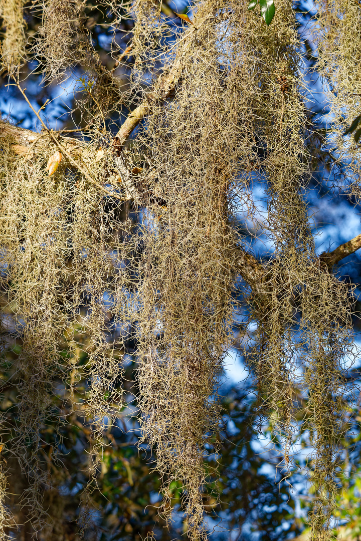 Spanish Moss_1