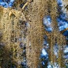 Spanish Moss_1