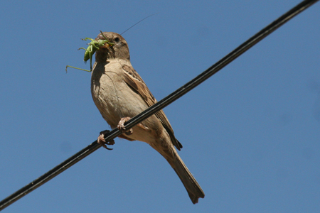 Spanish Sparrow