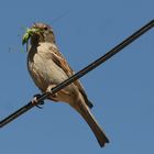 Spanish Sparrow