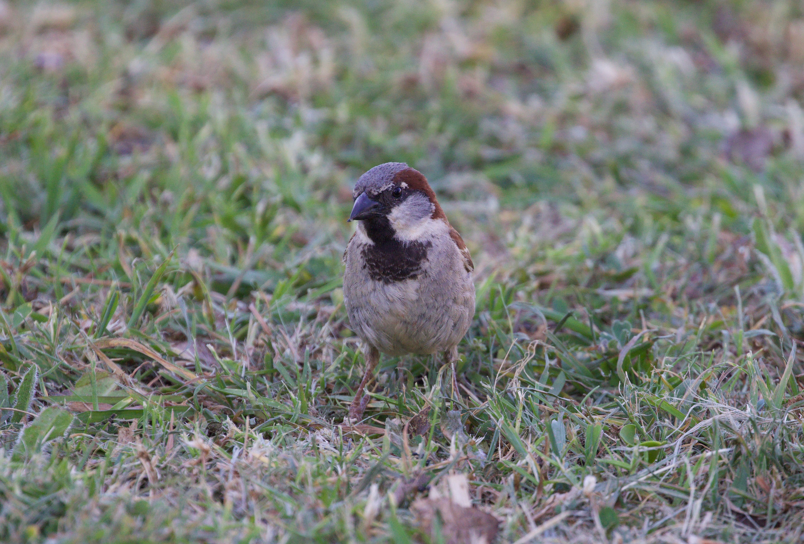 Spanish Sparrow