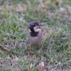 Spanish Sparrow