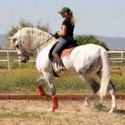 spanish stallion