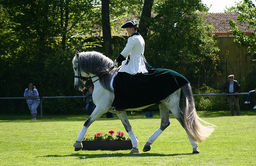 Spanish stallion at show