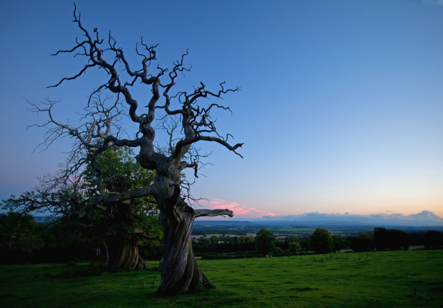 Spanish Walnut flamenco sunset