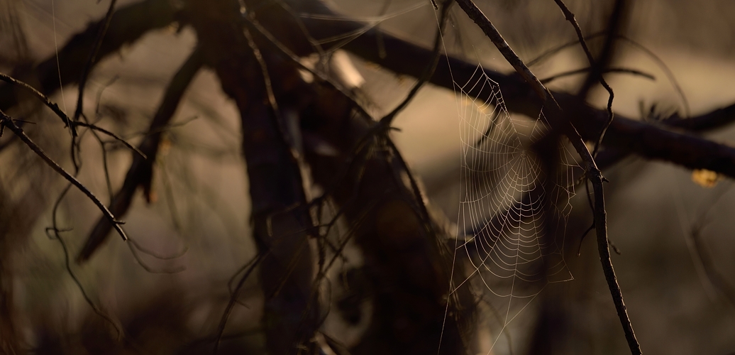 Spannend ist es im Unterholz in der Naturlandschaft  Mehlinger Heide.