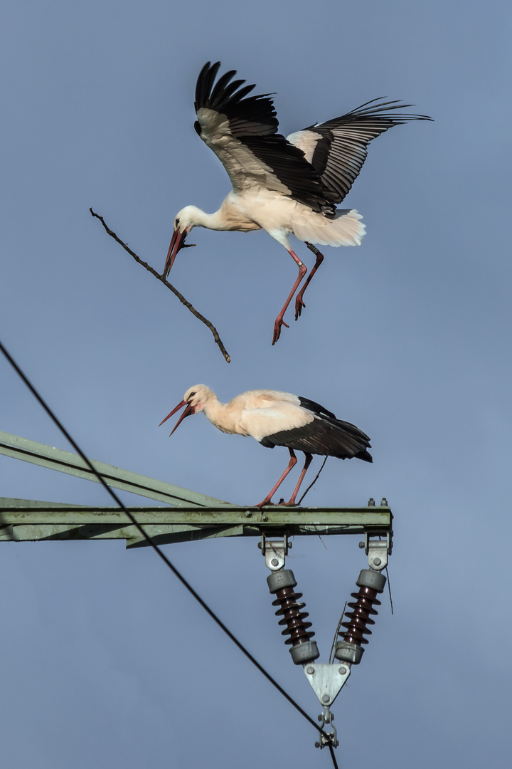 "Spannender" Nestbau