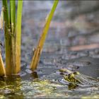 Spannendes im Teich..