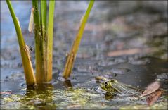 Spannendes im Teich..