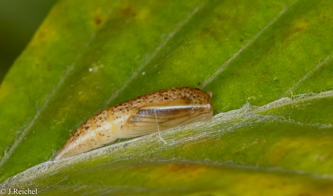 Spanner ( Cyclophora indet. )