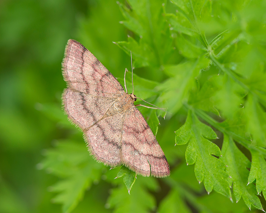 Spanner? ja, der Violette Kleinspanner/ Scopula rubiginata oder doch Cabera exanthemata