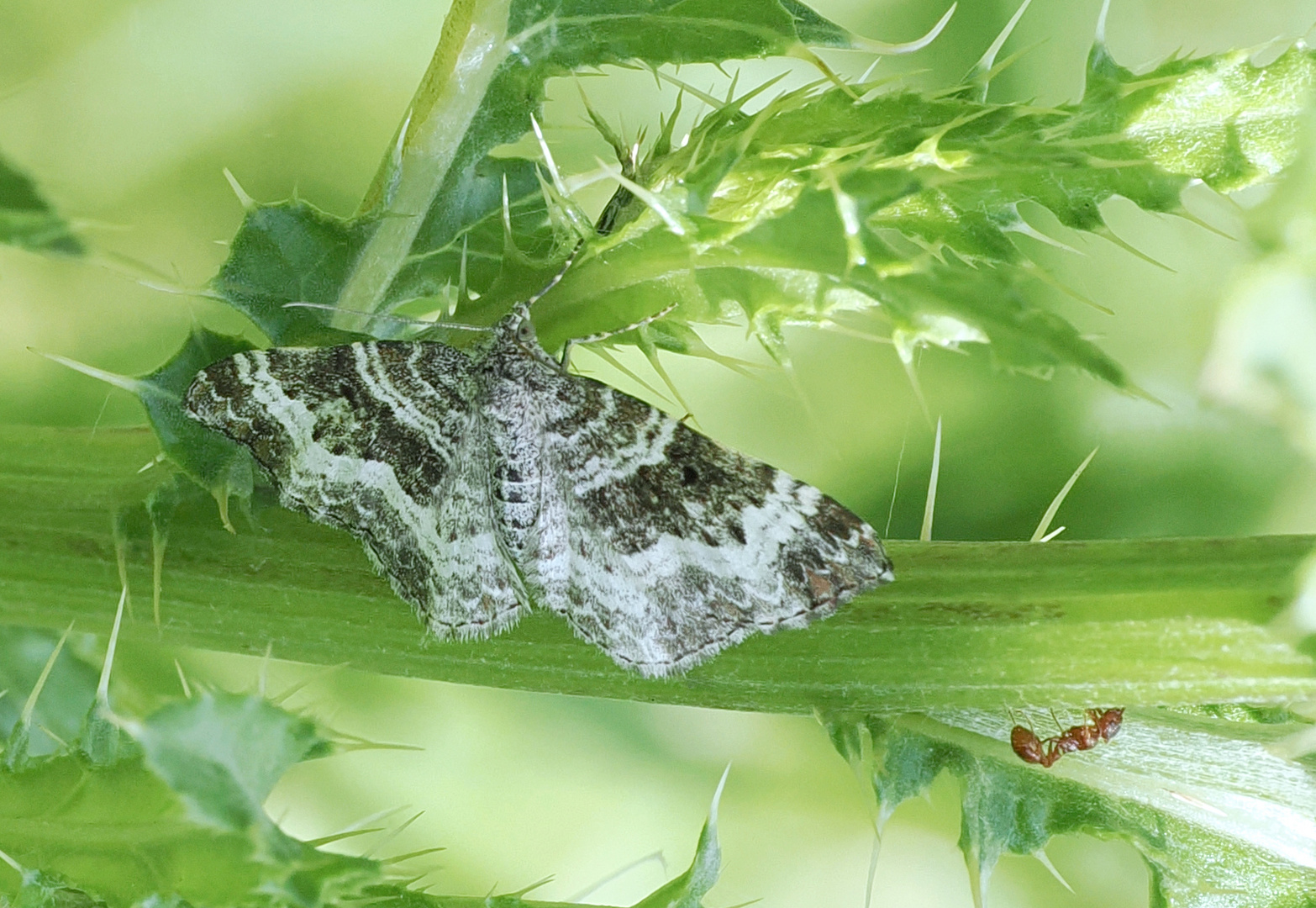 SPANNER TRIFFT AUF AMEISE