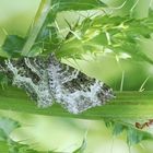 SPANNER TRIFFT AUF AMEISE