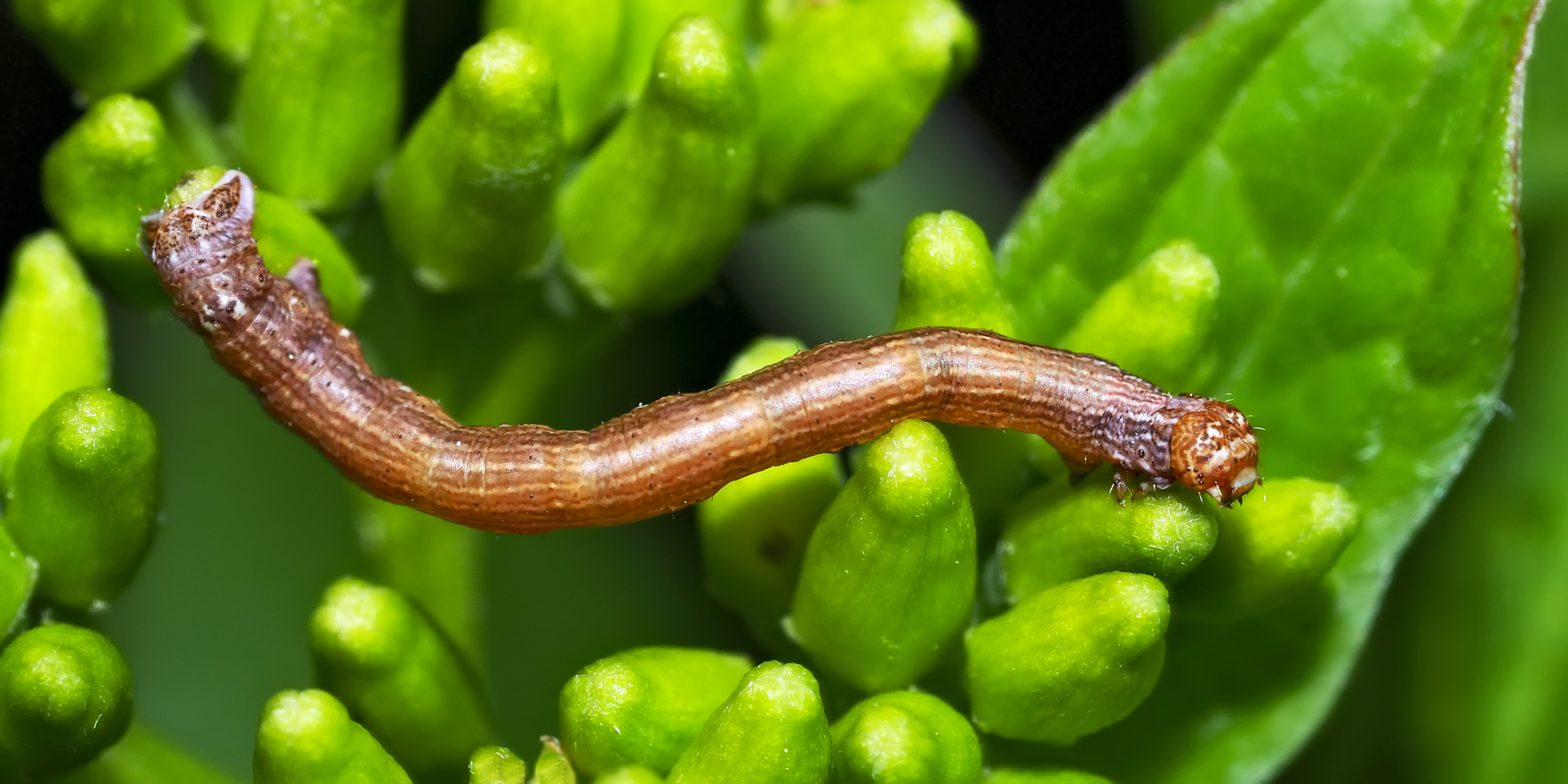 Spannerraupe (Agriopis aurantiaria), nicht getarnt. * - Une chenille qui fait de la gymnastique!