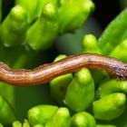 Spannerraupe (Agriopis aurantiaria), nicht getarnt. * - Une chenille qui fait de la gymnastique!