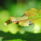 Spannerraupe im Grünen