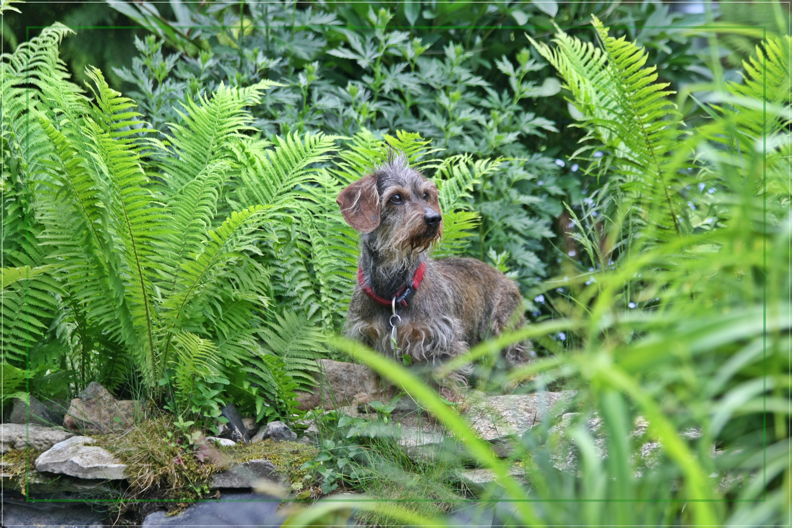 Spannung am Gartenteich Foto & Bild tiere, haustiere, hunde Bilder