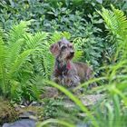 Spannung am Gartenteich