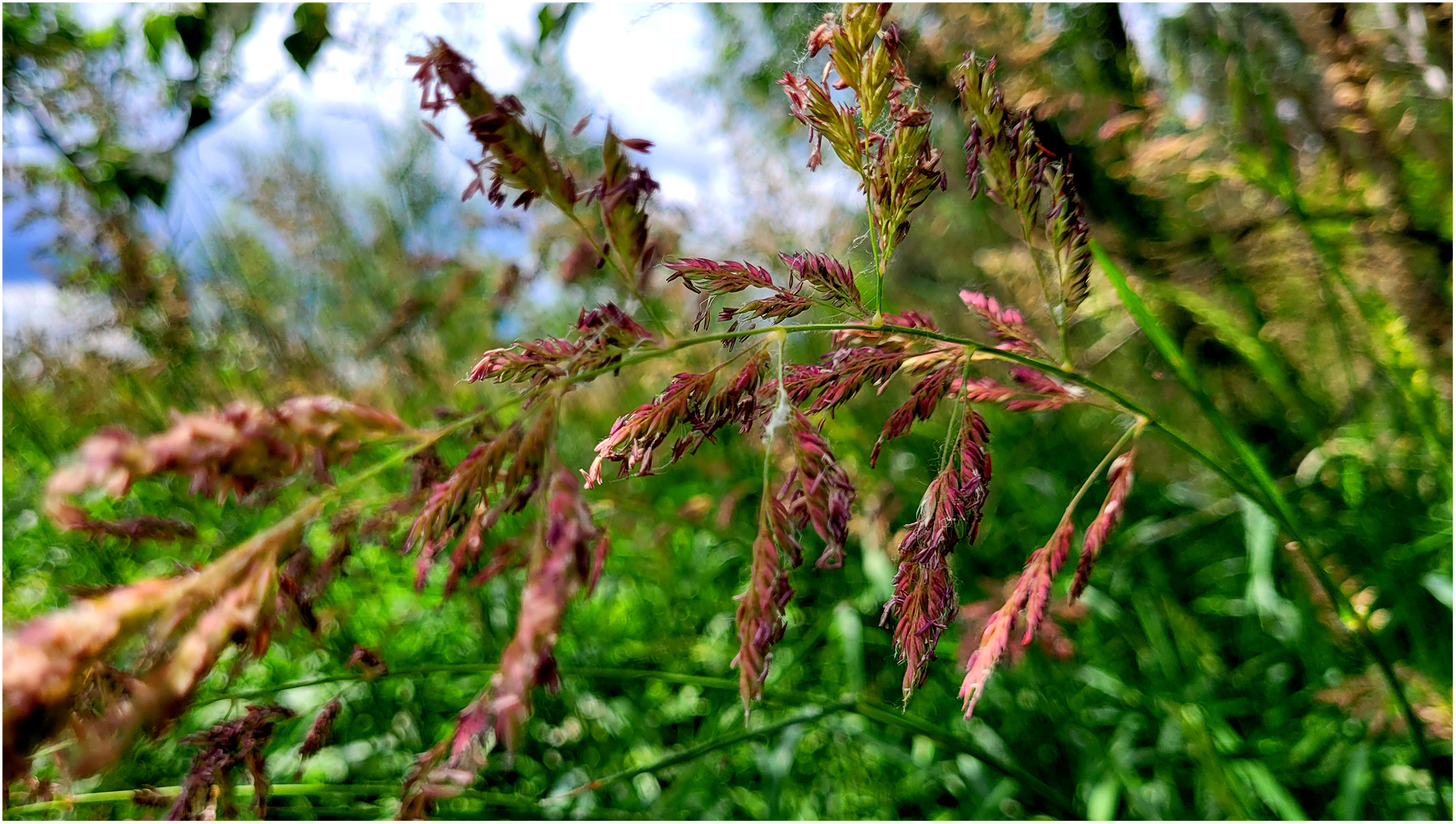 Spannung Bogen Gras Halm