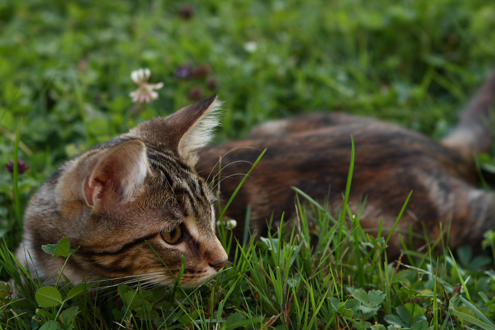 Spannung im Gras